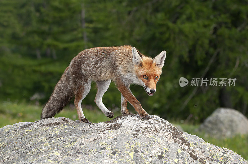 红狐狸（Vupes vulpes）